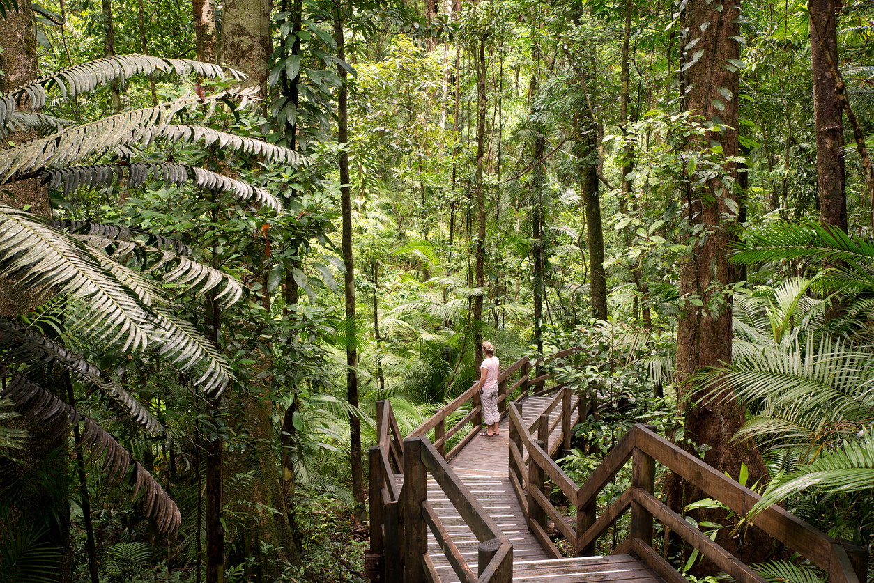 Daintree National Park, rainforest scenery in Queensland, Australia