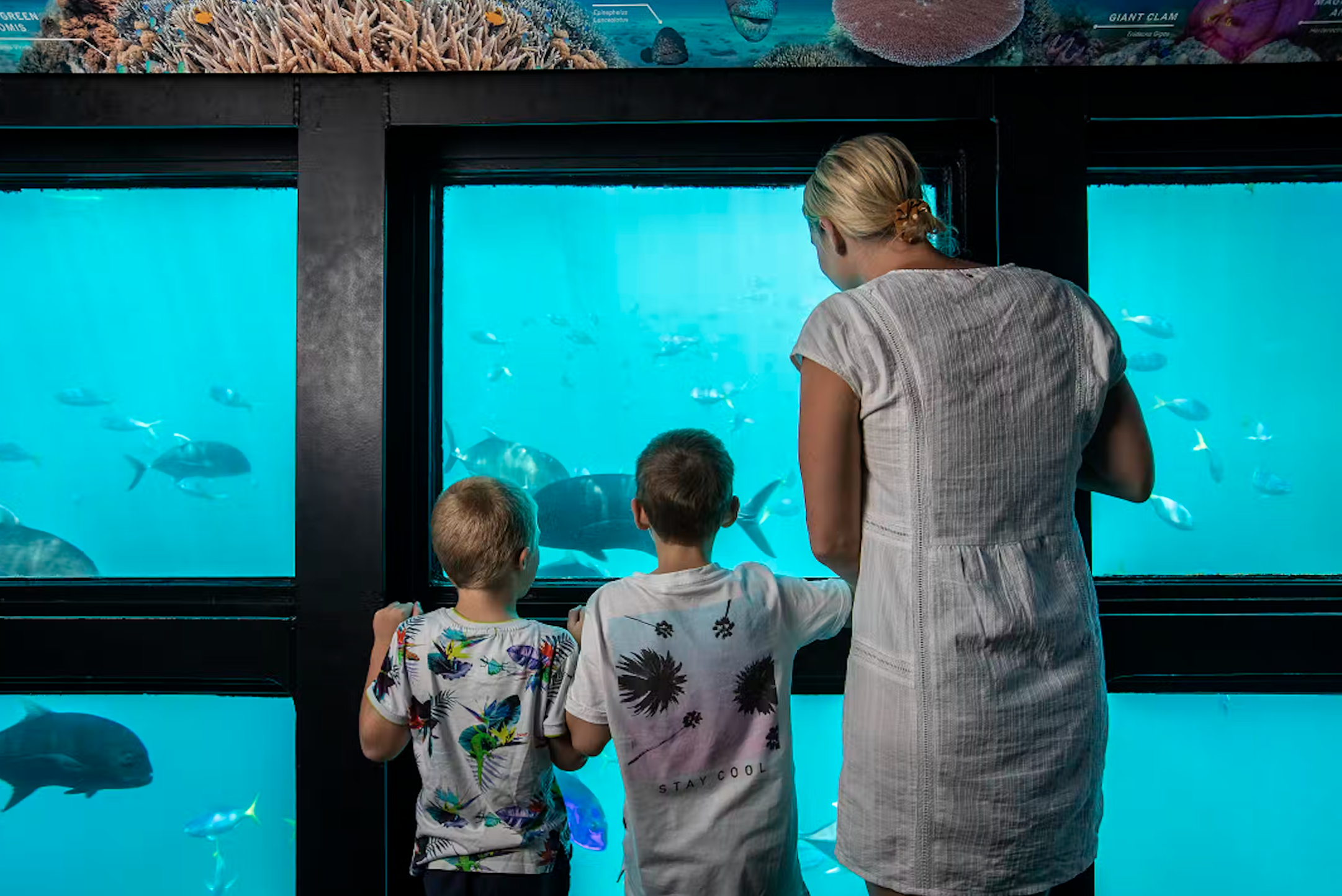 Underwater observatory. Photo credit @ Cruise whitsundays website