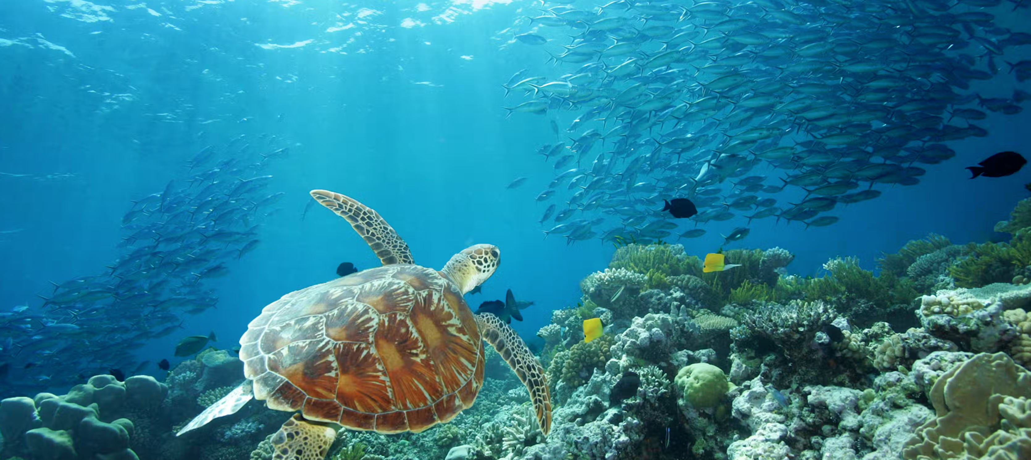 diving in the reef. Photo credit @ Cruise whitsundays website