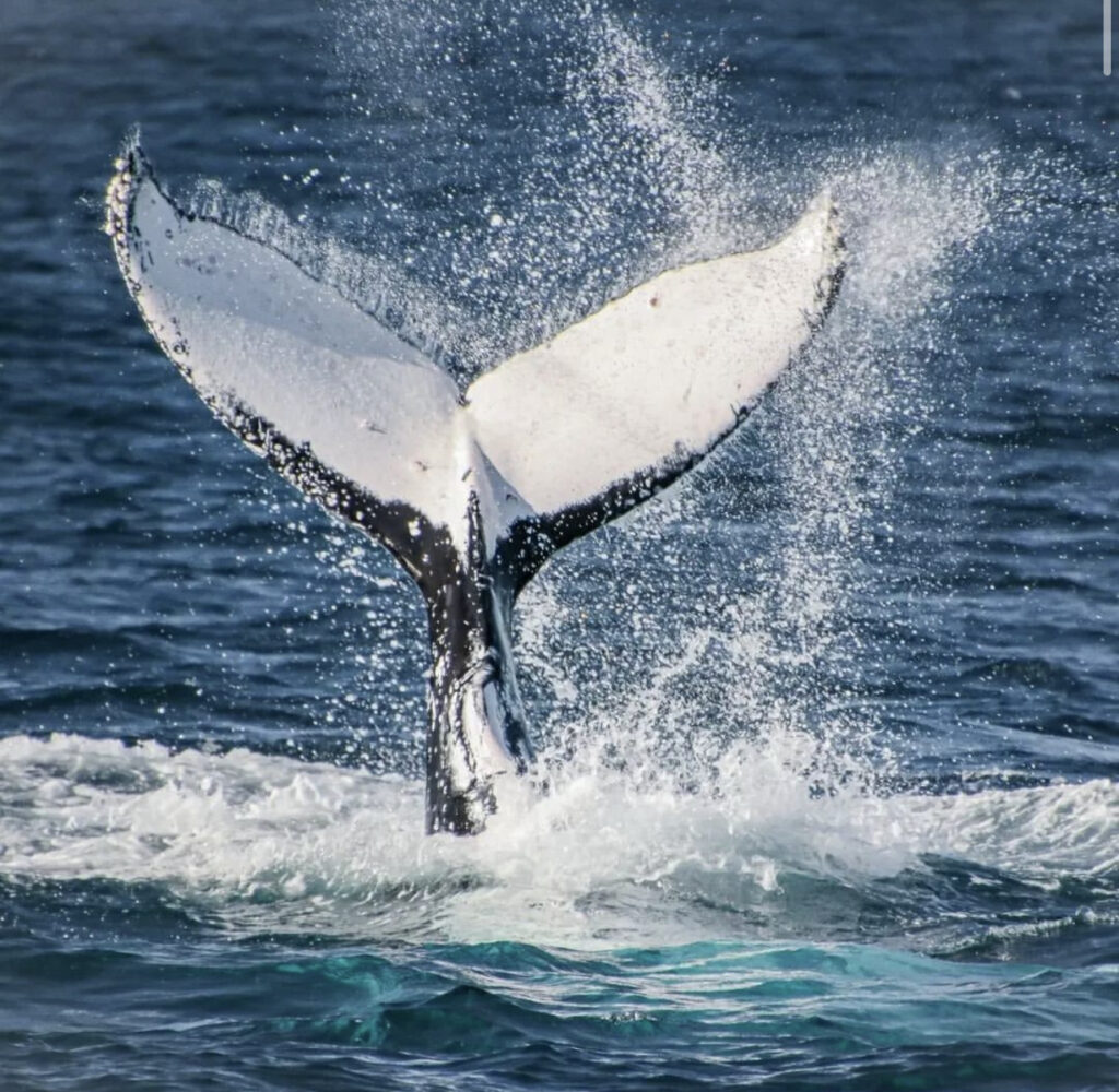 黃金海岸Sea World Cruise 賞鯨船遊（每年6－11月季節限定）Sea World 