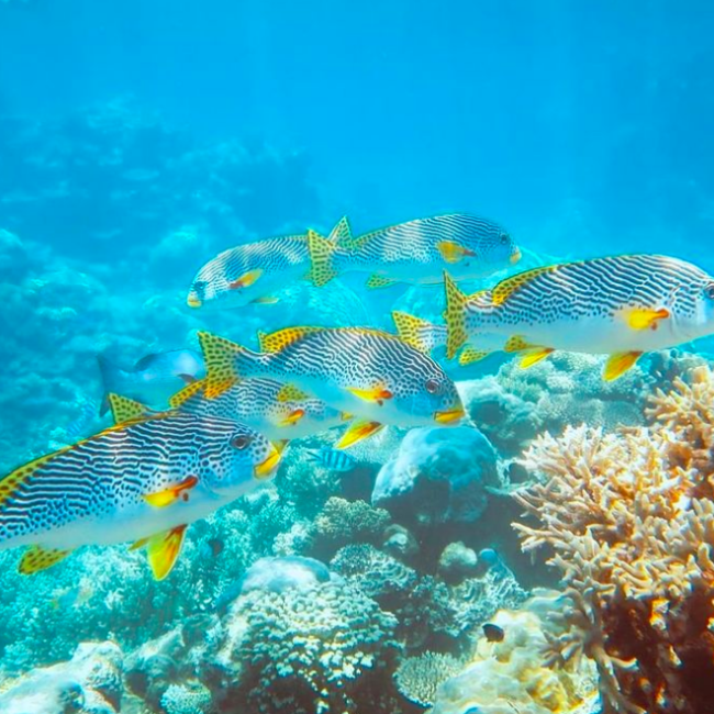 snorkeling. Photo credit @aquilina_nikki on Instagram