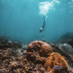 Snorkel the GBR at Port Douglas. Photo credit @TTNQ