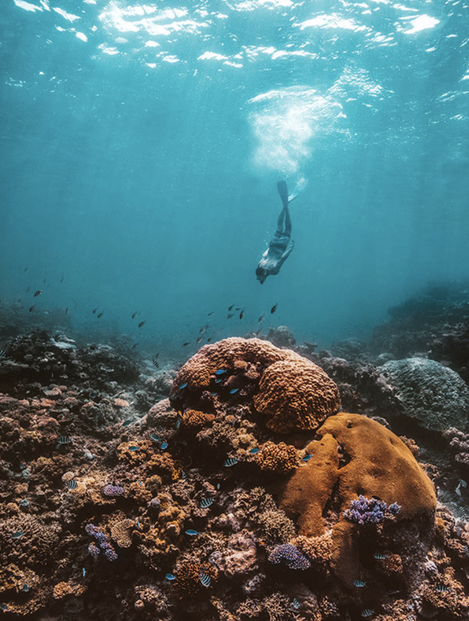 Snorkel the GBR at Port Douglas. Photo credit @TTNQ