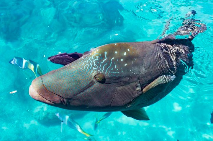 Giant Maori Wrasse 2 in Whitsundays. Photo credit @isail_whitsundays Instagram