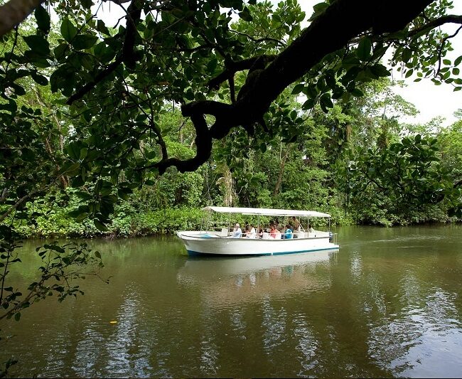 Daintree rainforest river cruise. Photo Credit @Tourism town on website