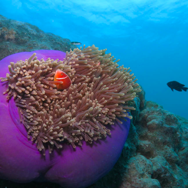 Snorkelling & diving in outer reef. Photo credit @greatadventure on website