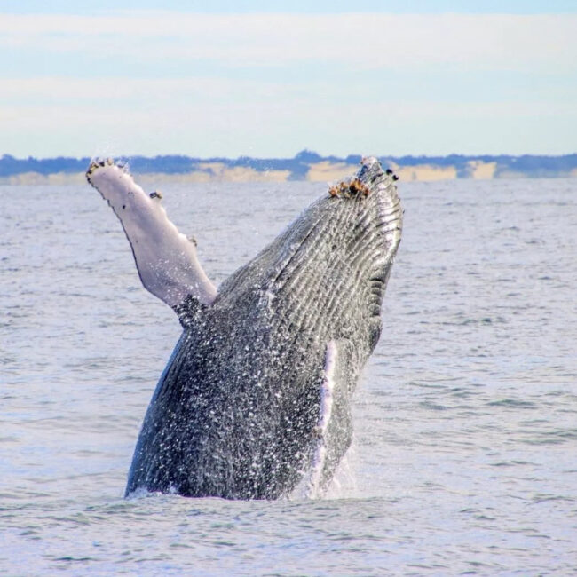 Whale watching tour 4. Photo credit @Sea World official website