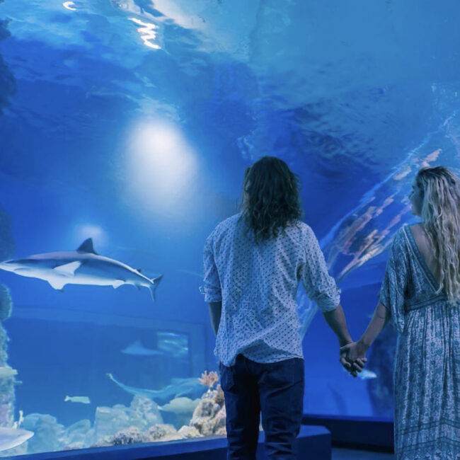 Cairns Aquarium by Twilight 5 . Photo credit @ Cairns Aquarium on Instagram