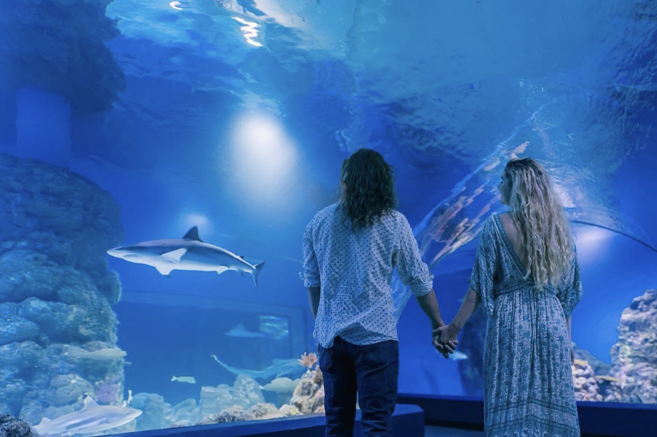 Cairns Aquarium by Twilight 5 . Photo credit @ Cairns Aquarium on Instagram