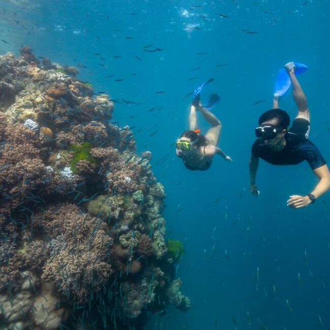 Explore Group Hamilton_Snorkel in the Bait Reef