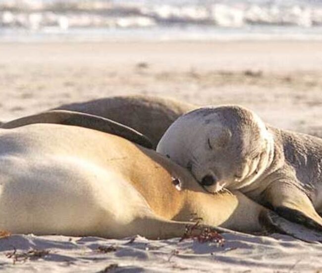 SeaLink Kangaroo Island 3